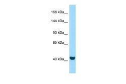 FRMPD2 Rabbit anti-Human, Polyclonal, Novus Biologicals 0.1ml; Unconjugated:Antibodies,